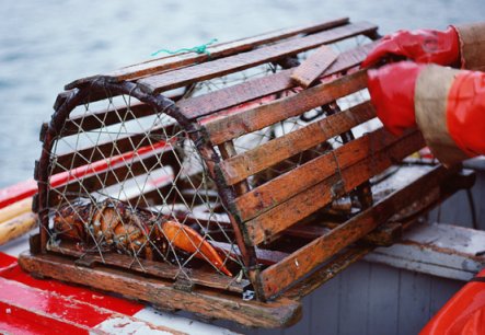 An unlucky lobster in a "trap"