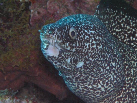 grenada_moray06