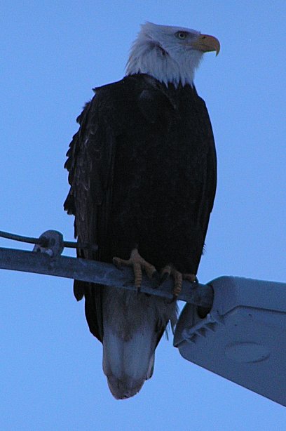 Majesty on a streetlight