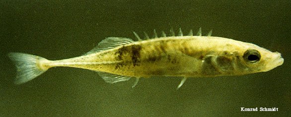 https://blog.drwile.com/wp-content/uploads/2010/04/stickleback.jpg