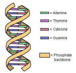 A schematic of DNA, showing the nucleotide bases that code the information it contains. (click for credit)