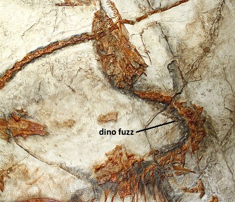 More Evidence Against Feathered Dinosaurs : Proslogion