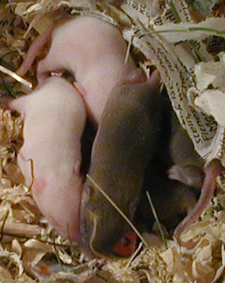 These infant mice might be able to inherit their parents' and grandparents' fears! (click for credit)