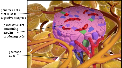 The insulin-producing cells in the islets of the pancreas use a communication strategy that is probably not the most common form in nature (click for credit).