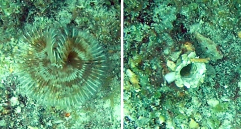 On the left, you see a tubeworm with its feathery feeding appendages extended.  On the right, the tubeworm has retracted those appendages, and you see only the opening of its tube.