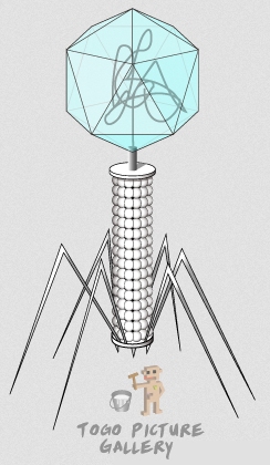 This is a drawing of a bacteriophage, a virus that attacks bacteria.  (click for credit)