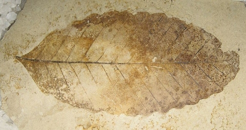 This fossil leaf is supposed to be 49 million years old.  Leaf fossils of similar supposed age have been shown to contain original leaf material.  (click for credit)