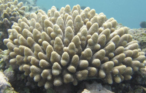 This a colony of coral from the genus Acropora, the same genus analyzed in the study that is being discussed.  (click for credit) 