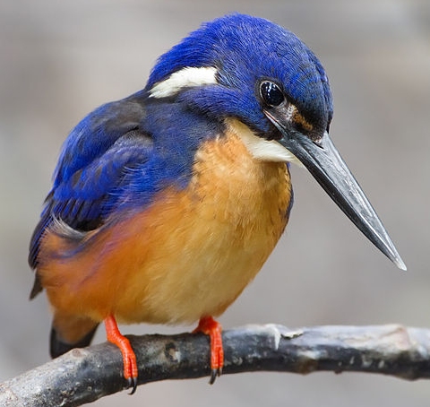 This is an Azure Kingfisher.  The Shinkansen "bullet train" in Japan was improved by copying the design of a kingfisher's beak.  (click for credit)