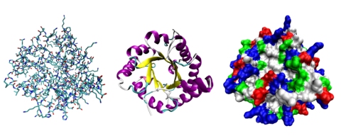 Because proteins are so complex, they need to be viewed in different ways.  This illustration shows three of the ways a protein can be viewed by chemists.  (click for credit)