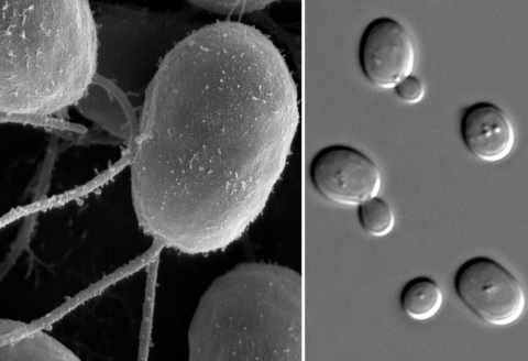 The alga (left) and yeast (right) are free-living, but when put in a situation where they must cooperate in order to survive, they do.  (images in the public domain)