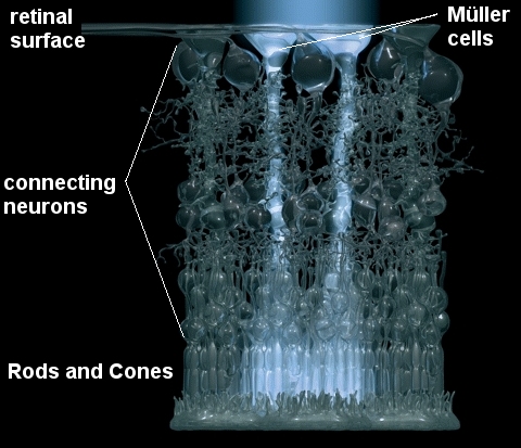 A model of the vertebrate retina, showing the Müller cells (image by Dr. Jens Grosche, Universität Leipzig, found in reference 2)