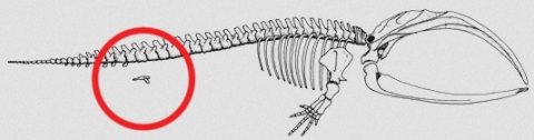 This drawing illustrates the skeleton of a baleen whale.  The small pelvis is circled.  (click for credit)