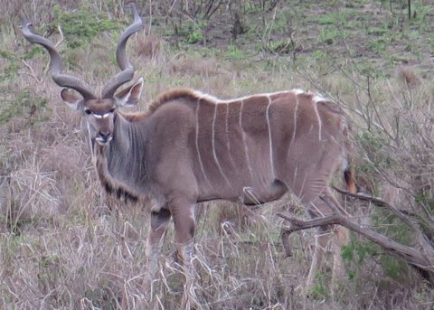 This incredible animal is a greater kudu (Tragelaphus strepsiceros).  It is one of the many amazing things we have already seen in South Africa.  (copyright Kathleen J. Wile, click for larger image.)