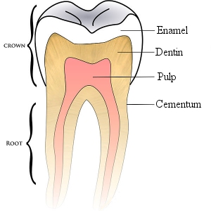 This is a simple schematic of a tooth. (click for credit)