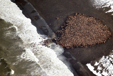 This aerial photo, captured by Corey Accardo of the NOAA, shows the enormous walrus haul-out.  (photo in the public domain)