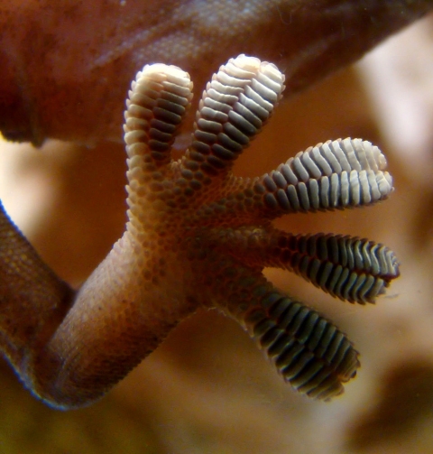 The underside of a gecko's foot as seen through glass (click for credit)