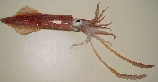 This is an example of the squid that was studied in the experiment that is being discussed.  (click for credit)