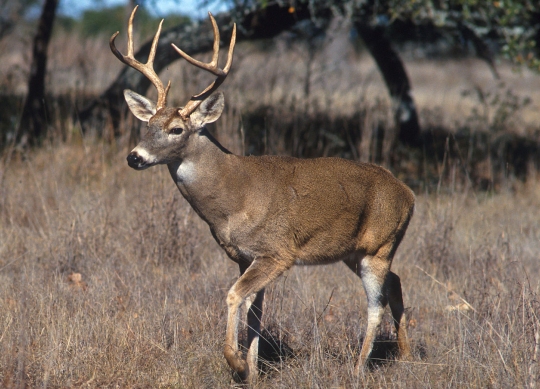 This is a white-tailed deer.  Other members of its species have been caught eating birds!