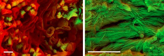 Structures that appear to be red blood cells (left) and collagen fibers (right) found in the claw of an unknown dinosaur. (Image from paper being discussed).