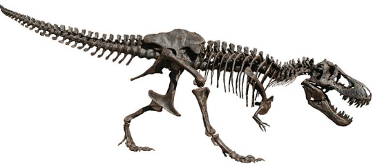 This is reconstruction of a Tyrannosaurus rex skeleton.  (click for credit)