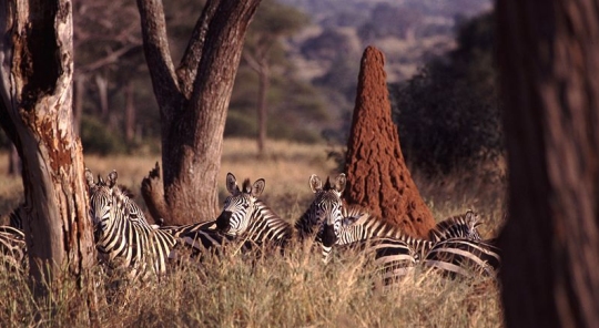 The termite mound behind those zebras makes life better for the plants and animals surrounding it. 