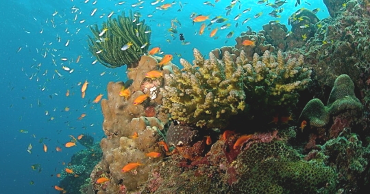 Coral reefs like this one support a wide diversity of ocean life. (click for credit)