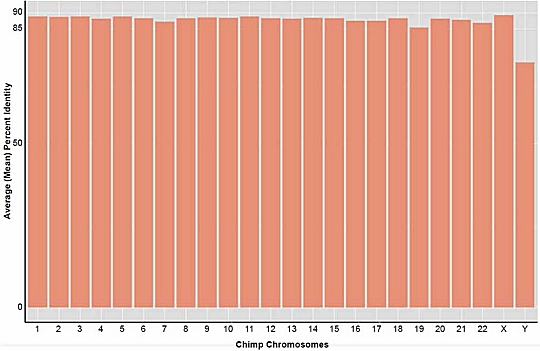 A chromosome-by-chromosome comparison of human and chimp DNA.  The bars show the percent match on the chimpanzee chromosome to the corresponding portion of human DNA. (figure from the study being discussed)