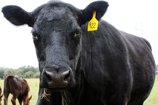 This Black Angus cow is not happy about a study done by Carnegie Mellon University! (click for credit)
