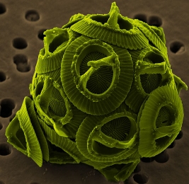 One species of coccolithophore (click for credit)