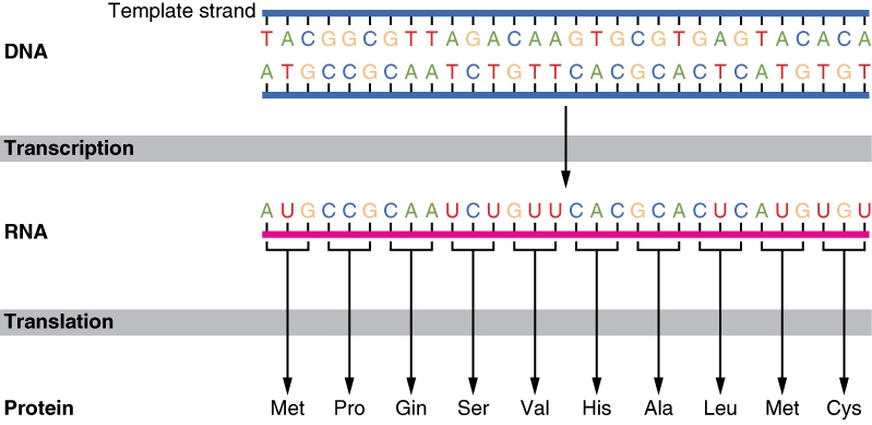 The basic process by which proteins are made in a cell. (click for credit)