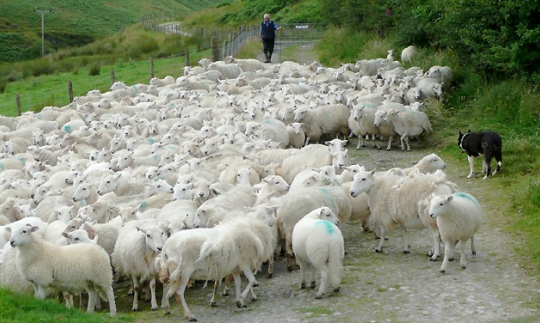 A shepherd in Wales (click for credit)