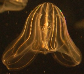 Mnemiopsis leidyi, a species of comb jelly (click for credit)