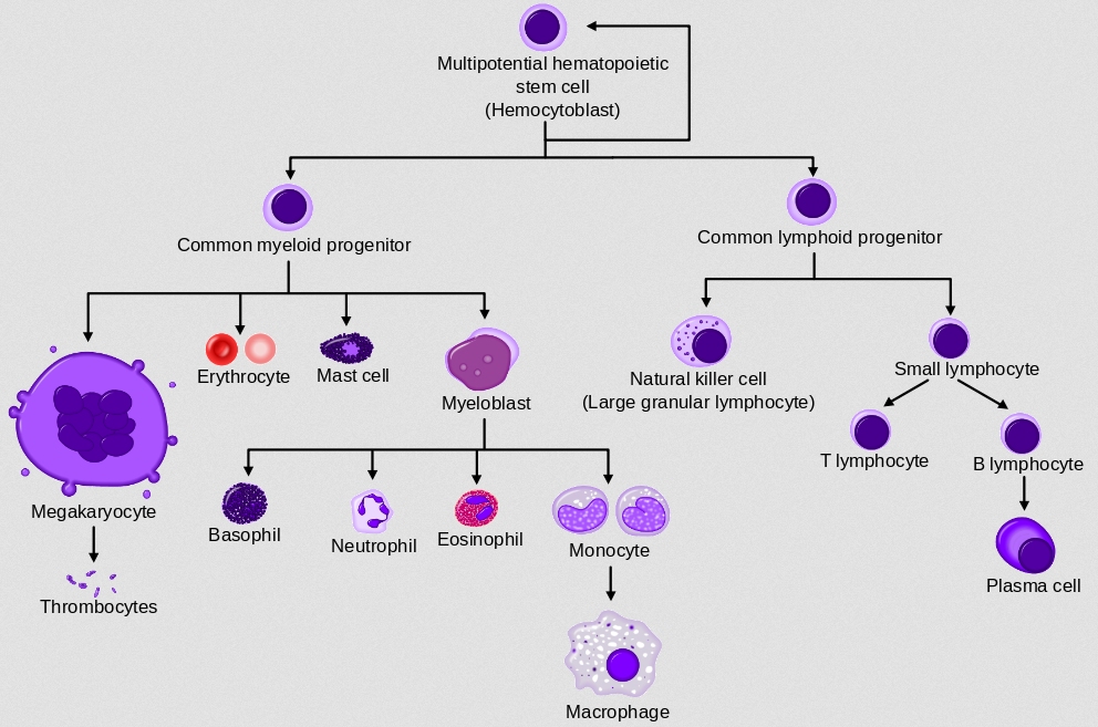 stem cell chart