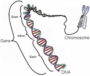 In DNA, a gene is made up of exons and introns.  The exons determine the protein that is made.