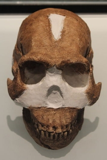 A reconstruction of Homo naledi's skull (click for credit)