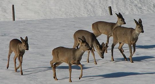 A herd of roe deer on snow.  (Click for credit)