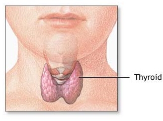 The thyroid gland is an important part of the endocrine system.