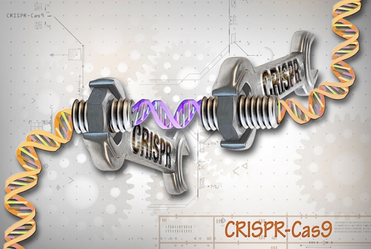 CRISPR, teamed up with Cas9, is a powerful gene-editing tool. (click for credit)