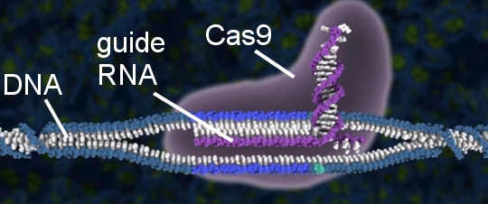 Illustration of CRISPR-Cas9 finding a DNA sequence (taken from the video posted at the end of this article)