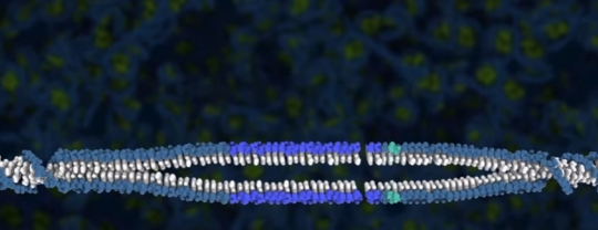 DNA after it has been cut by CRISPR-Cas9. (taken from the video posted at the end of this article)