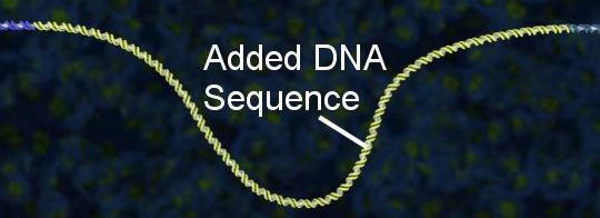 DNA with a new sequence that has been added as a result of  CRISPR-Cas9's action.  (taken from the video posted at the end of this article)