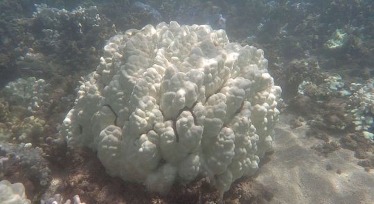 Bleached coral (click for credit)
