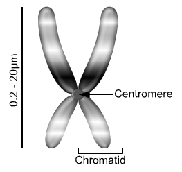 The centromere is the point at which a chromosome and its duplicate attach during cellular reproduction. (click for credit)