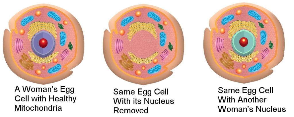 An illustration of what was done to produce a baby without Leigh Syndrome (click for credit)