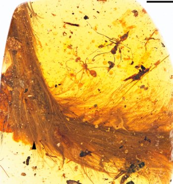 Image of a remarkable feathered fossil preserved in Amber.  (from the paper being discussed)