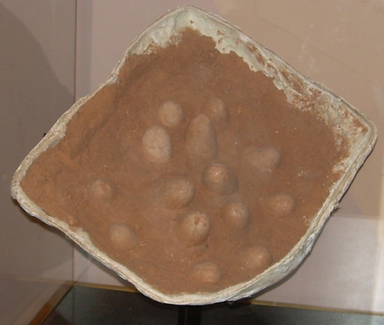 A fossil cast of a Protoceratops nest (click for credit) 