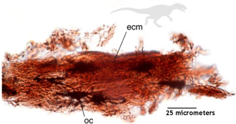 dinosaur soft tissue discovery